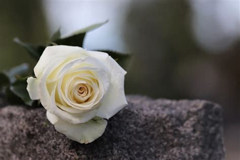 The White Magic Rose: A Source of Inspiration and Creativity